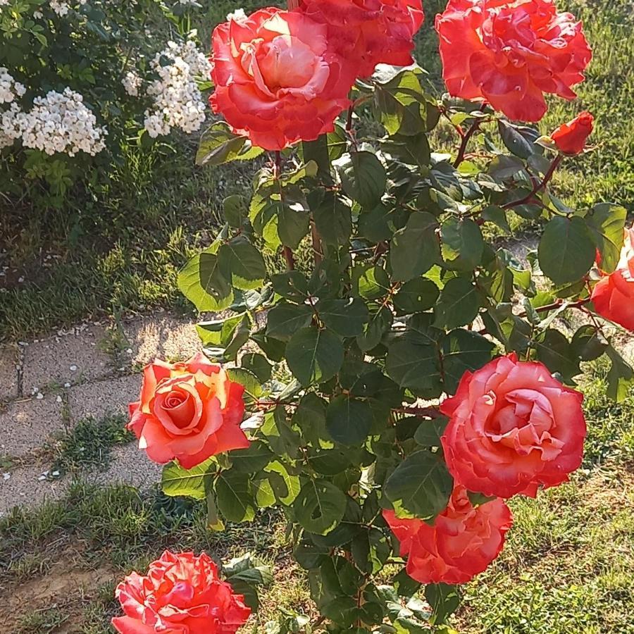 Fruskogorska Idila Apartmani Vrdnik Esterno foto