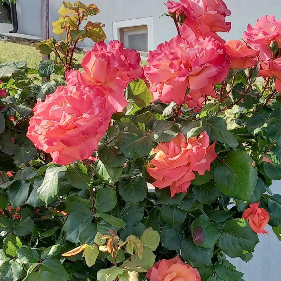 Fruskogorska Idila Apartmani Vrdnik Esterno foto